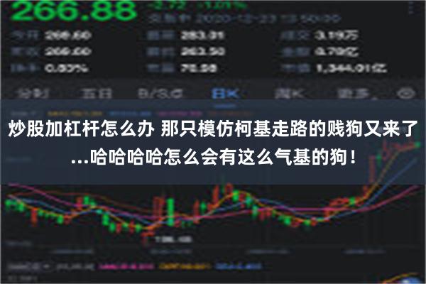 炒股加杠杆怎么办 那只模仿柯基走路的贱狗又来了...哈哈哈哈怎么会有这么气基的狗！